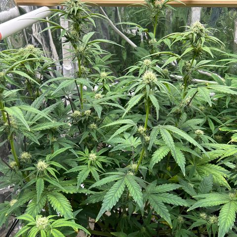 Night Owl Strawberry Popesicle Auto growlog timeline photo