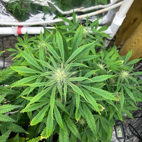 Mephisto Double Grape Auto growlog timeline photo