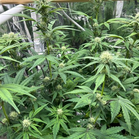 Night Owl Strawberry Popesicle Auto growlog timeline photo