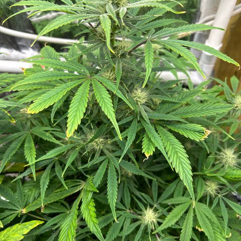 Mephisto Double Grape Auto growlog timeline photo