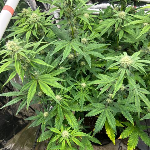 Night Owl Strawberry Popesicle Auto growlog timeline photo