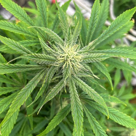 Mephisto Double Grape Auto growlog timeline photo