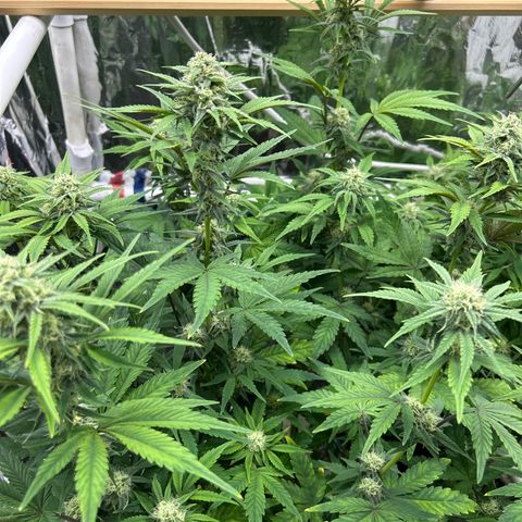 Night Owl Strawberry Popesicle Auto growlog timeline photo