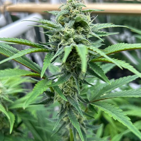 Night Owl Strawberry Popesicle Auto growlog timeline photo