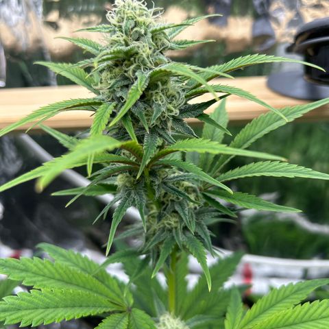 Night Owl Strawberry Popesicle Auto growlog timeline photo