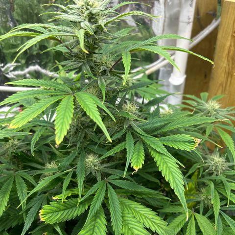 Mephisto Double Grape Auto growlog timeline photo