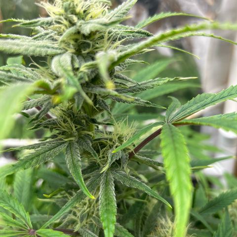 Mephisto Double Grape Auto growlog timeline photo