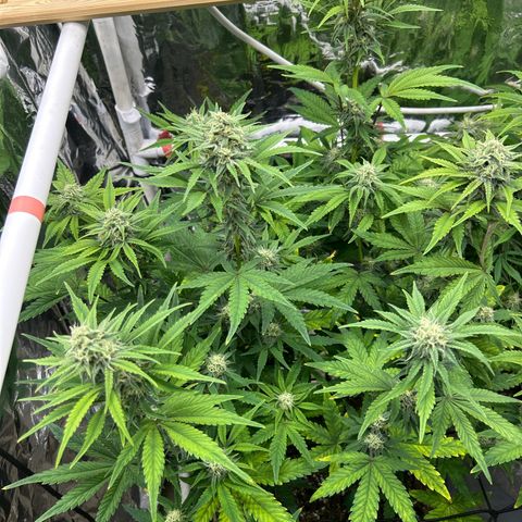 Night Owl Strawberry Popesicle Auto growlog timeline photo