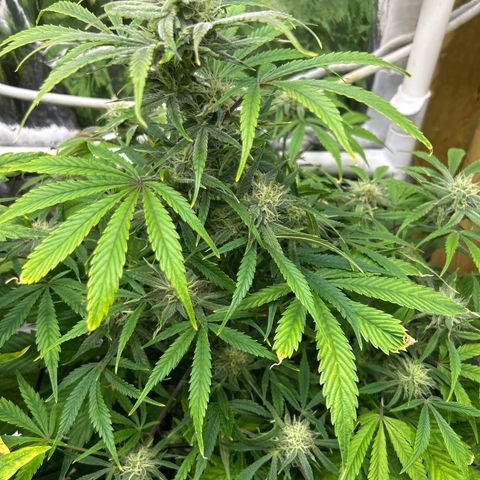 Mephisto Double Grape Auto growlog timeline photo