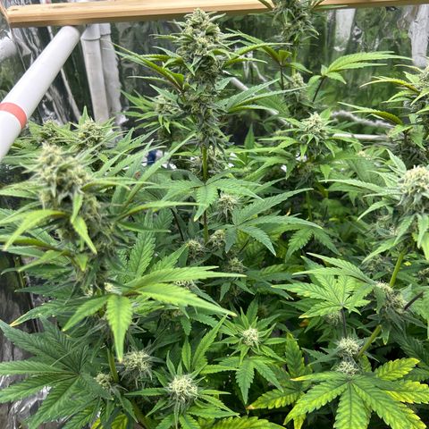 Night Owl Strawberry Popesicle Auto growlog timeline photo