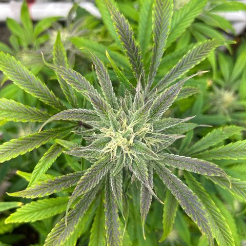 Mephisto Double Grape Auto growlog timeline photo