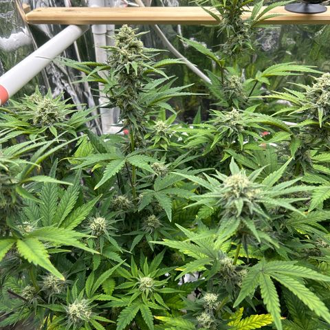Night Owl Strawberry Popesicle Auto growlog timeline photo