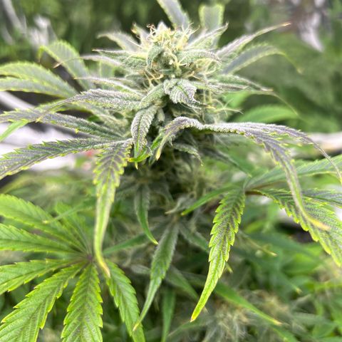 Mephisto Double Grape Auto growlog timeline photo