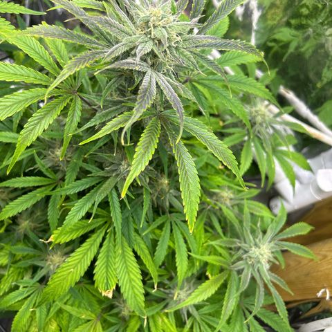 Mephisto Double Grape Auto growlog timeline photo