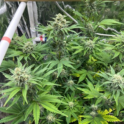 Night Owl Strawberry Popesicle Auto growlog timeline photo