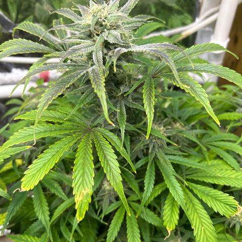 Mephisto Double Grape Auto growlog timeline photo