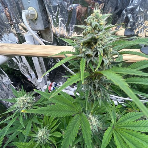 Night Owl Strawberry Popesicle Auto growlog timeline photo