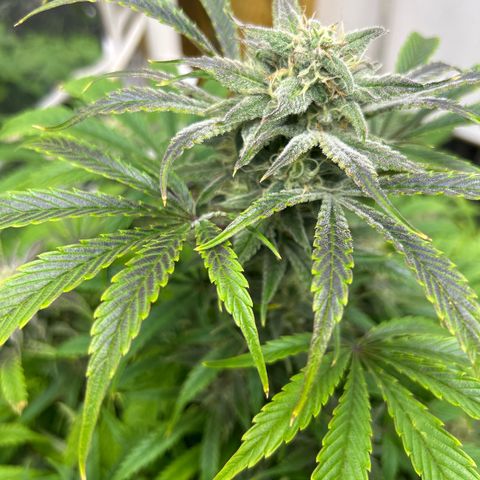 Mephisto Double Grape Auto growlog timeline photo