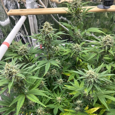 Night Owl Strawberry Popesicle Auto growlog timeline photo