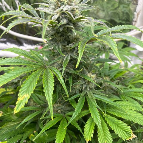 Mephisto Double Grape Auto growlog timeline photo