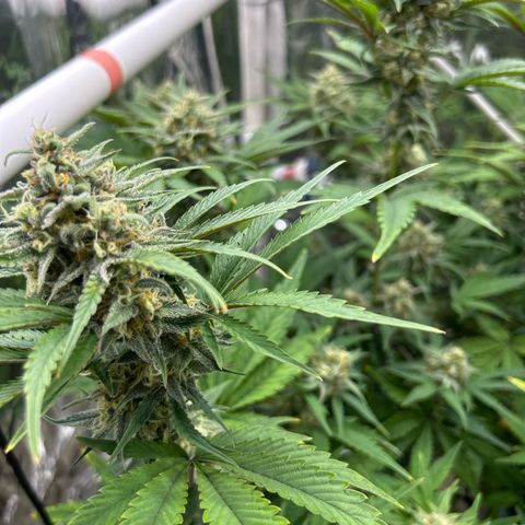 Night Owl Strawberry Popesicle Auto growlog timeline photo