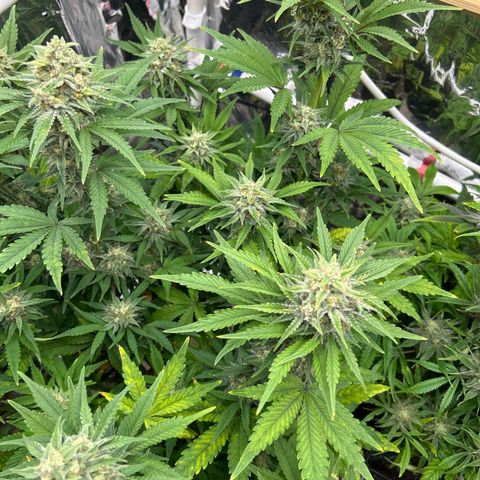 Night Owl Strawberry Popesicle Auto growlog timeline photo