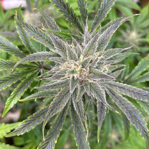 Mephisto Double Grape Auto growlog timeline photo
