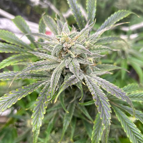 Mephisto Double Grape Auto growlog timeline photo