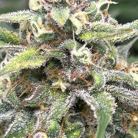 Night Owl Strawberry Popesicle Auto growlog timeline photo
