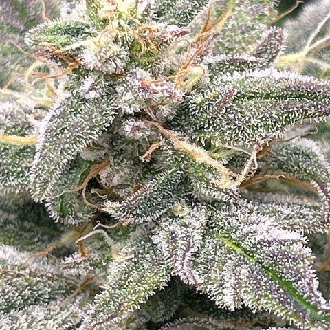 Mephisto Double Grape Auto growlog timeline photo