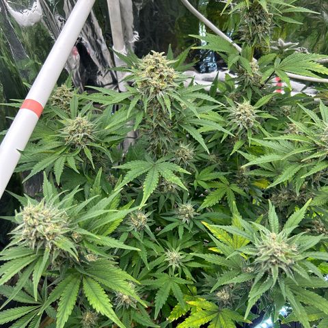 Night Owl Strawberry Popesicle Auto growlog timeline photo