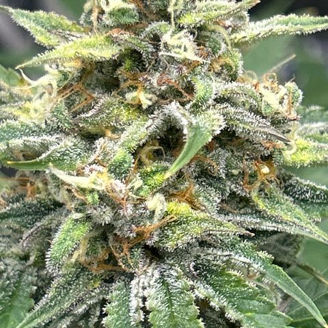 Night Owl Strawberry Popesicle Auto growlog timeline photo