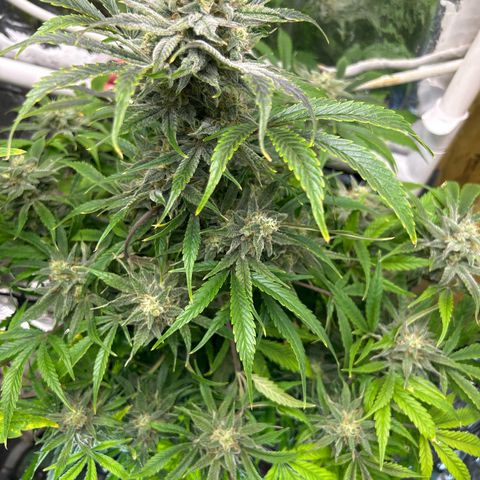Mephisto Double Grape Auto growlog timeline photo