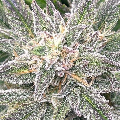 Mephisto Double Grape Auto growlog timeline photo