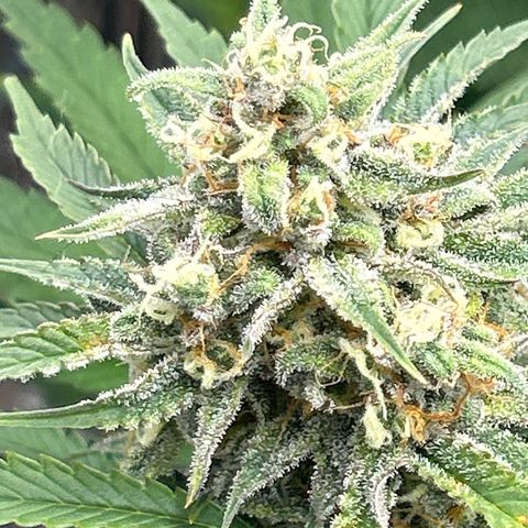 Night Owl Strawberry Popesicle Auto growlog timeline photo
