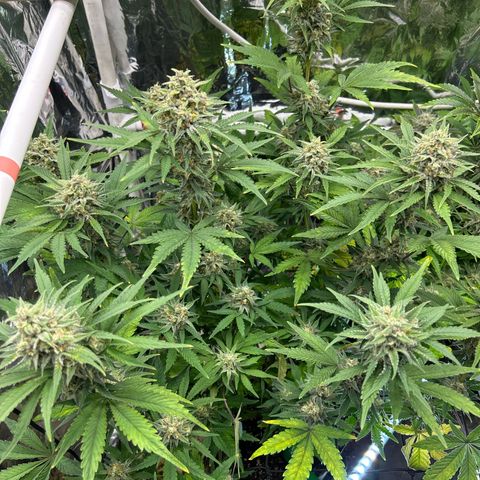 Night Owl Strawberry Popesicle Auto growlog timeline photo