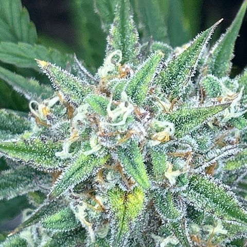 Night Owl Strawberry Popesicle Auto growlog timeline photo