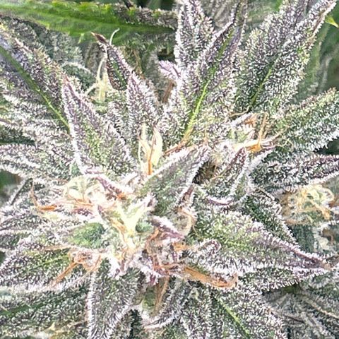 Mephisto Double Grape Auto growlog timeline photo