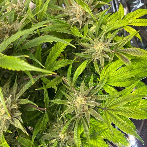 Mephisto Double Grape Auto growlog timeline photo