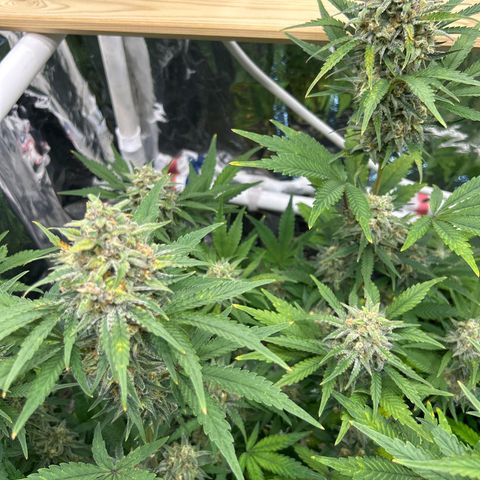 Night Owl Strawberry Popesicle Auto growlog timeline photo