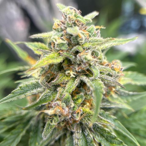Night Owl Strawberry Popesicle Auto growlog timeline photo