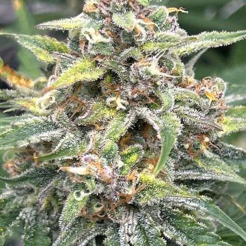Night Owl Strawberry Popesicle Auto growlog timeline photo
