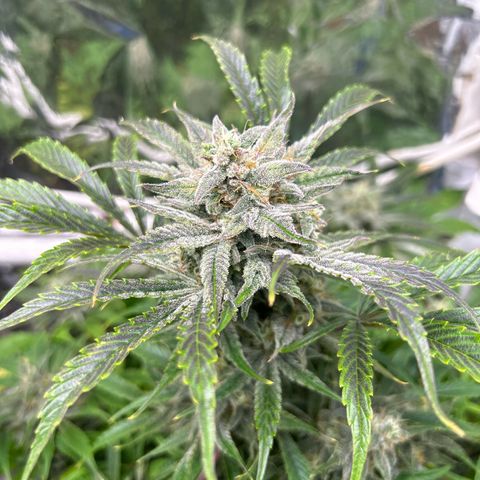 Night Owl Strawberry Popesicle Auto growlog timeline photo