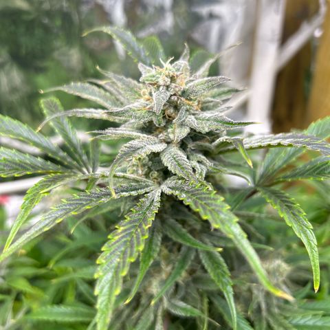 Mephisto Double Grape Auto growlog timeline photo