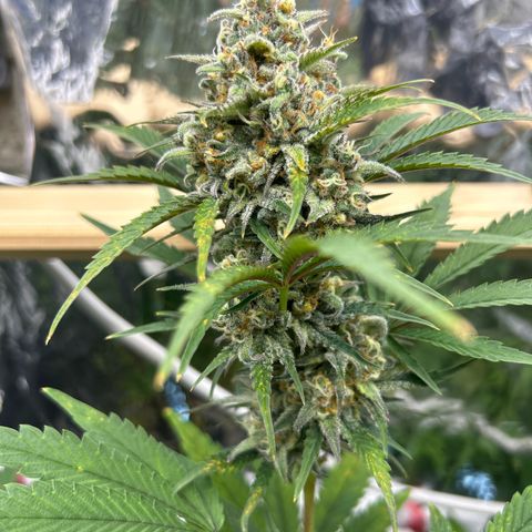 Night Owl Strawberry Popesicle Auto growlog timeline photo