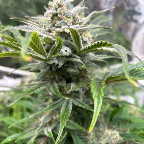 Mephisto Double Grape Auto growlog timeline photo