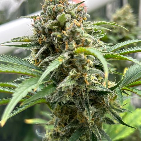 Night Owl Strawberry Popesicle Auto growlog timeline photo