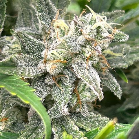 Mephisto Double Grape Auto growlog timeline photo