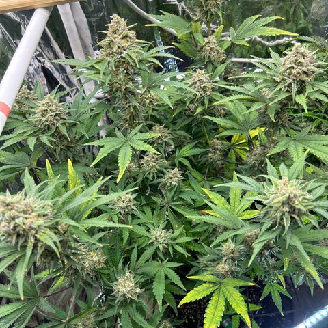 Night Owl Strawberry Popesicle Auto growlog timeline photo