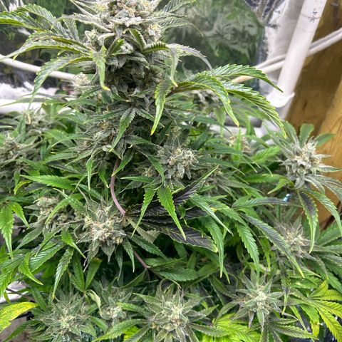 Mephisto Double Grape Auto growlog timeline photo